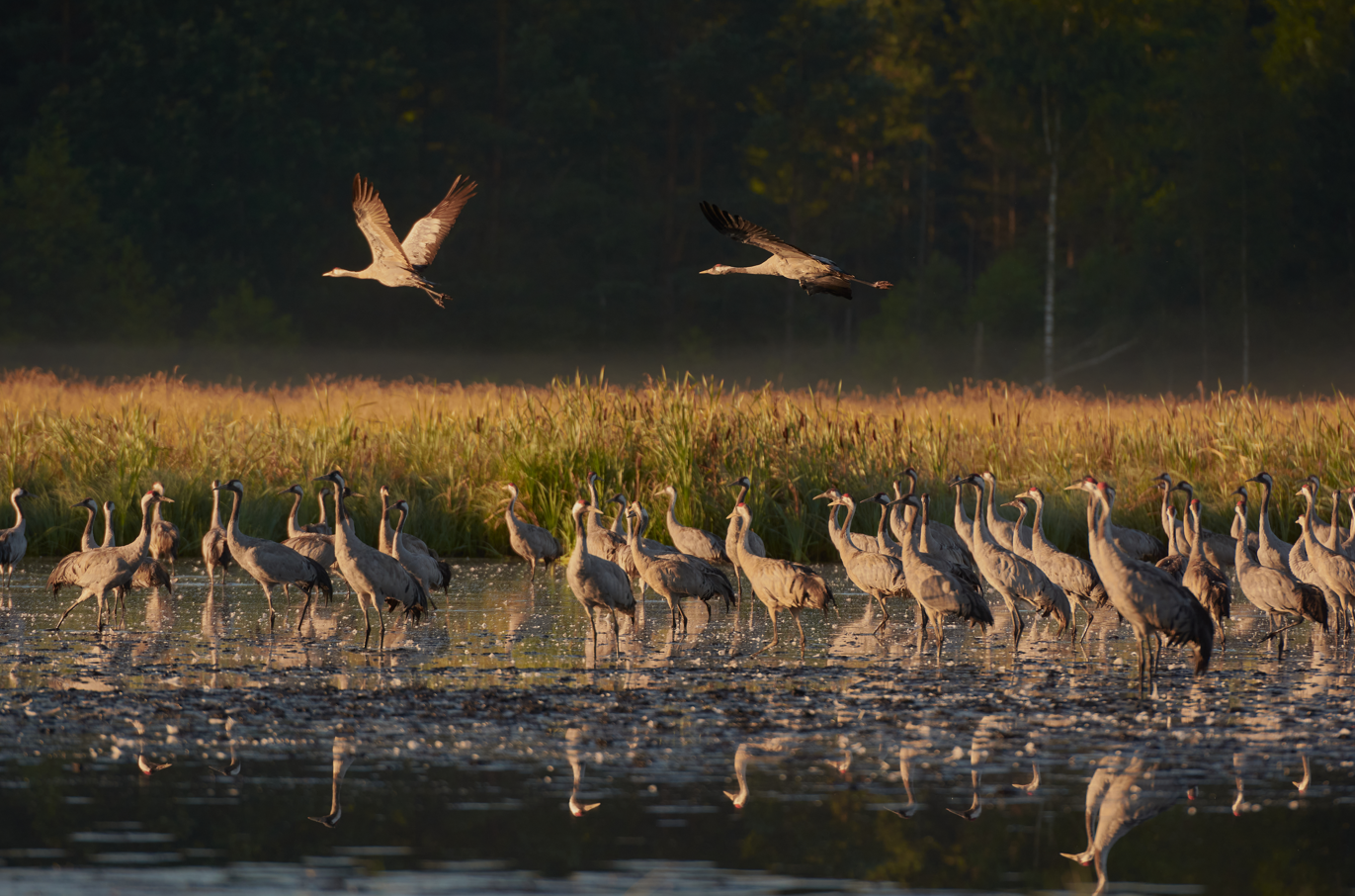 Ptaki w Krainie Wielkich Jezior Mazurskich (fot. Grzegorz Zawrotny)
