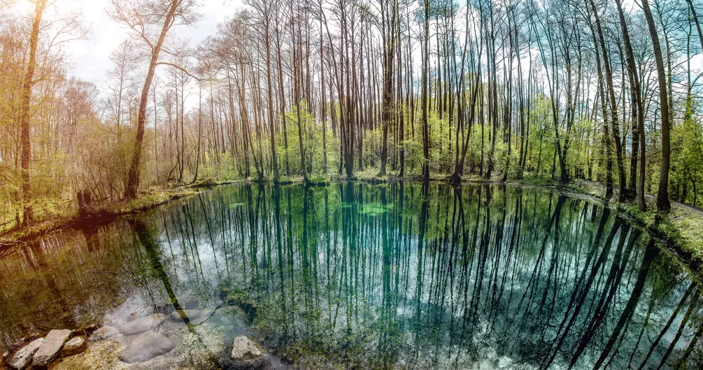 Rezerwat "Niebieskie Źródła" (źródło: kochamtomaszow.pl)